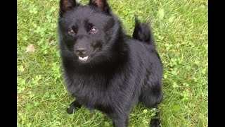 SchipperkeDog having fun [upl. by Aneet141]