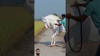 horselover breed horse stallion horseriding horser love marwarihorse song nukhrabull [upl. by Arzed]