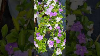 Beautiful Brunfelsia Flowers 💐 Nature Gardening [upl. by Nynnahs]