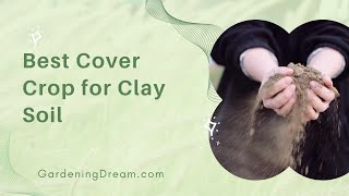 Best Cover Crop for Clay Soil [upl. by Efrem212]