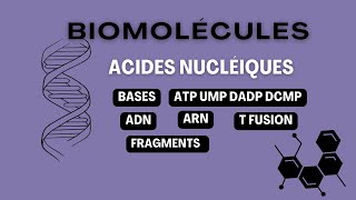 Exercie1 Acides Nucléiques [upl. by Brogle950]