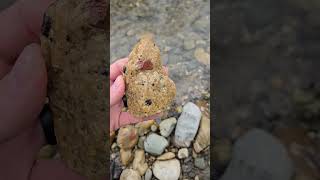 A Neat Pair Of Puddingstones jasper chert quartz quartzite puddingstone [upl. by Kavita]