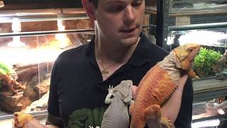 Pogona élevage et présentation de nos Super Cawlay Red Hypo Blue bar [upl. by Nwahsan2]