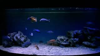 African cichlid Malawi Blue Dolphin Cyrtocara Moorii [upl. by Yntrok983]