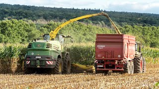 Soft soil preparation with New Holland FR550  Paired with 2 John Deere 6R tractors and Dezeure [upl. by Ycrep]