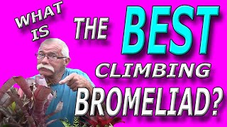 What is The Best Climbing Bromeliad [upl. by Einnaffit467]