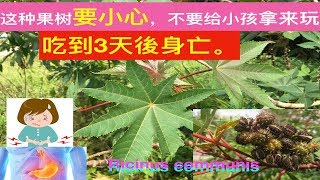 蓖麻的功效与作用Ricinus communis health benefitsmanfaat daun jaraK [upl. by Pliner]