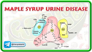 Maple Syrup Urine Disease  Pathophysiology Clinical features Diagnosis  Treatment  USMLE Step 1 [upl. by Edi]