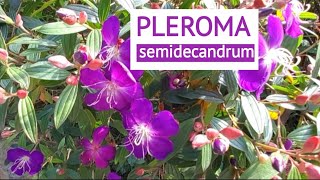 Pleroma Semidecandor flowers plants [upl. by Sidonie415]