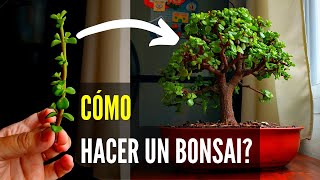 🔴COMO HACER UN BONSAI 👉en 5 AÑOS OMBU  MUY FACIL DE HACER [upl. by Aihcrop939]