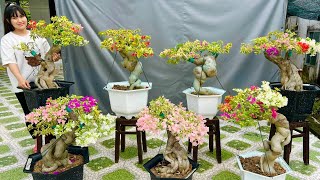 Ngọc Bích 2310 chào bán Hoa Giấy Cẩm Thạch bonsai từ 5 đến 7 màu gốc đẹp [upl. by Guss]