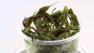 Dennerle Cryptocoryne usteriana InVitro Plant it  Aqua Essentials [upl. by Healy]