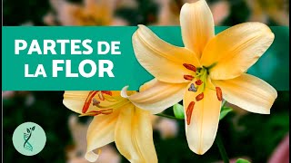 ¿Qué FUNCIÓN tienen los PÉTALOS de una FLOR 🌷 Características y Partes de las Flores [upl. by Mcdade]