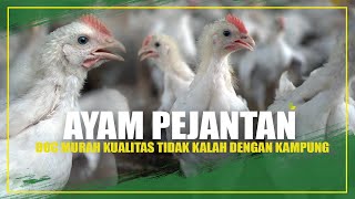 Harga DOC Murah Kualitas Ayam Pejantan Bisa Bersaing Dengan Ayam Kampung [upl. by Meador964]