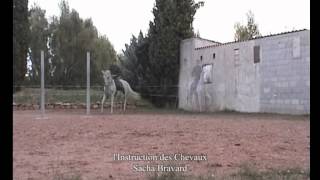 Dressage cheval équitation légèreté art équestre haute école stage [upl. by Ayenat]