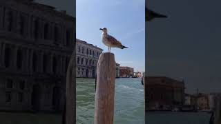 Coloful building under waterVenice Italyturist attractionVenice City view [upl. by Romina]