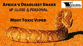 Africas Most Deadly Snake  African Puff Adder Snake [upl. by Divadnahtanoj]