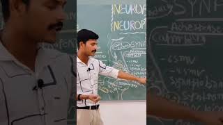 SYNAPTIC TRANSMISSION synaptictransmission clinicalcareinsights biology physiology neet2024 [upl. by Nilad]