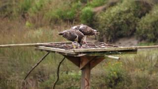 The recovery project of the Osprey in Urdaibai [upl. by Alur]