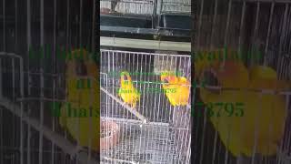 Sun cornercornerall india deleverymy mini zooat cheap pricelove birdbudgiescocktailpegion [upl. by Ahl956]