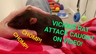 Nasty Vicious Horrible Rats [upl. by Galven]