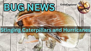 Venomous Caterpillars Trouble Hurricane Milton Victims [upl. by Iveksarap]