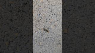 Silverfish Bug 🐛🐛🐛🐛🐛 [upl. by Aidualk]