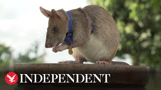 Minedetecting rat receives gold medal for ‘lifesaving bravery’ [upl. by Nalahs]