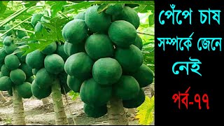 বাণিজ্যিক ভাবে উন্নত জাতের পেঁপে চাষ করার সম্পূর্ণ পদ্ধতি জেনে নেই – খামার বাড়ি Khamar Bari পর্ব৭৭ [upl. by Ieluuk201]