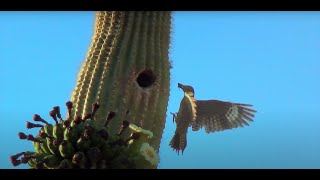 Saguaro Wilderness A Day in the Desert [upl. by Aerdnaeel]