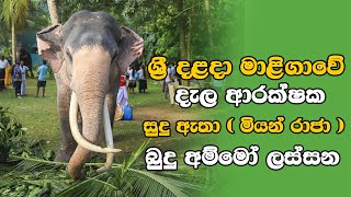 Miyan Raja සුදු ඇතා මියන් රාජා  Tusker of Dalada Maligawa  Elephant in sri lanka [upl. by Brag362]