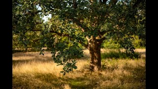 Die Eiche  Heilkräfte Donar Gott und Ahnenbaum [upl. by Nnyletak]