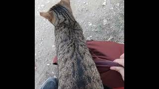 The cat Themistocles uses my backpack as a bed Kerameikos [upl. by Faso106]