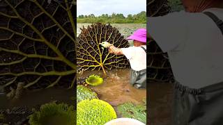 Beautiful Natural Gorgon Harvesting amp Rural Life  Prickly Water Lily Seeds shorts youtubeshorts [upl. by Tyre310]