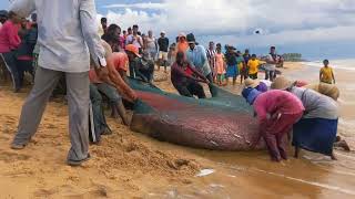 Most famous Seine Fishing In Sri lanka මා දැල් ඇදීම  Nearly 3 Tons of fishes [upl. by Nomzzaj725]