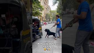 Rottweiler Before amp After Training dog rottweiler doglover dogtraining shorts shortvideo [upl. by Ahsiuqet]