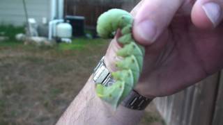 Organic Gardening Pesticide Alternatives Tomato Horn Worm [upl. by Reeba]