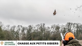 CHASSE AUX FAISANS ET AUX PERDREAUX DANS LE NORD [upl. by Au]