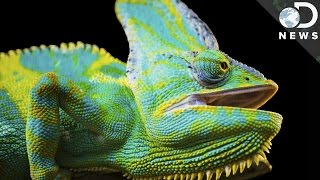 How Do Chameleons Change Colors [upl. by Merlin]