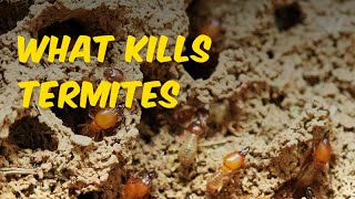 What Kills Termites Best Termite Spray [upl. by Nevuer]