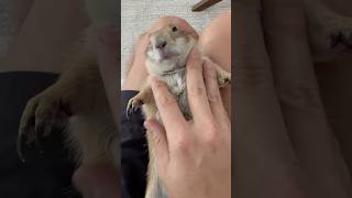 Sweet closeup snuggles with Poppy the Prairie Dog ❤️ prairiedog cute [upl. by Eliades962]