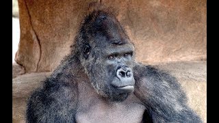 New Silverback Gorilla At Audubon Zoo [upl. by Yraeht541]