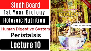 peristalsis  human Digestive System  holozoic nutrition  class 11 biology Sindh board new book [upl. by Sirovat316]