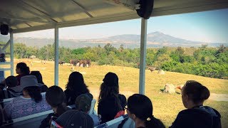 Safari Del Zoológico De Guadalajara [upl. by Acinna730]