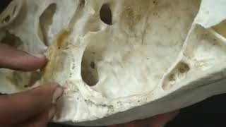 ethmoid bone of ox Veterinary anatomy [upl. by Iruam]