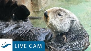 Sea Otter Cam stream replay  Visit our channel for current live streams [upl. by Ahtilat593]