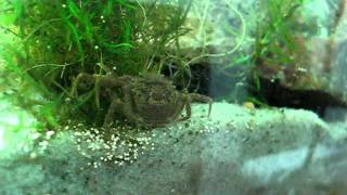 Trichodactylus fluviatilis Freshwater crab  Caranguejo de água doce [upl. by Lejeune]