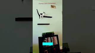 Cat Lover 😼 trending 🙀 FunnyCats Part 8800 [upl. by Cresa]