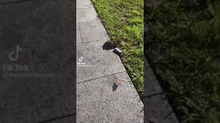 Funny guy gets scared of a rat [upl. by Eitsym]