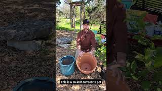 How to Select and Maintain Citrus Trees with Scott from New Garden Road [upl. by Huberman]